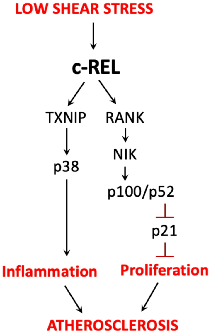 內(nèi)皮 c-REL 通過與 TXNIP-p38 和非經(jīng)典 NF-κB 通路的串擾在血流紊亂區(qū)域協(xié)調(diào)動脈粥樣硬化