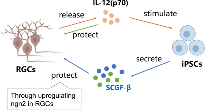 視網(wǎng)膜神經(jīng)節(jié)細胞通過 IL-12-SCGF-β 串擾誘導干細胞衍生的神經(jīng)保護作用
